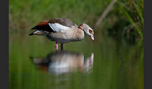 Nilgans (Alopochen aegyptiacus)