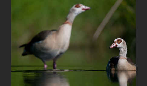 Nilgans (Alopochen aegyptiacus)