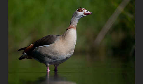 Nilgans (Alopochen aegyptiacus)