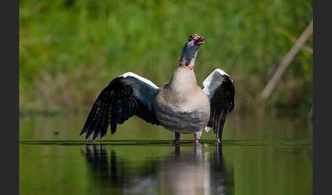 Nilgans (Alopochen aegyptiacus)