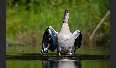 Nilgans (Alopochen aegyptiacus)