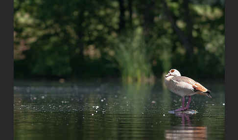 Nilgans (Alopochen aegyptiacus)