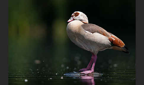 Nilgans (Alopochen aegyptiacus)