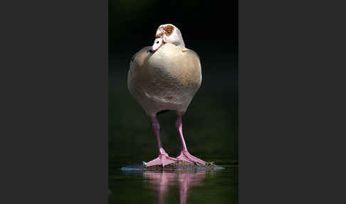 Nilgans (Alopochen aegyptiacus)