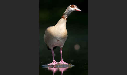 Nilgans (Alopochen aegyptiacus)