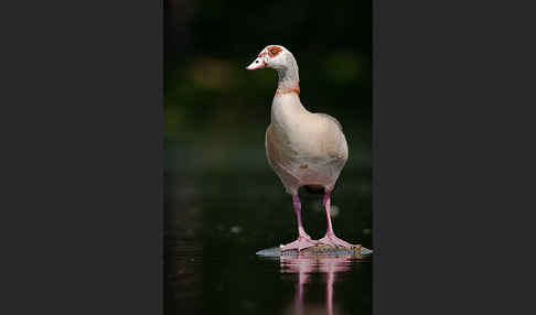 Nilgans (Alopochen aegyptiacus)