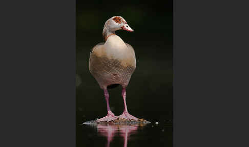 Nilgans (Alopochen aegyptiacus)