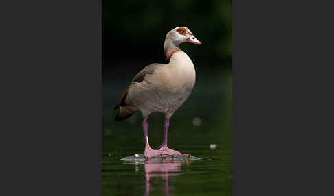 Nilgans (Alopochen aegyptiacus)