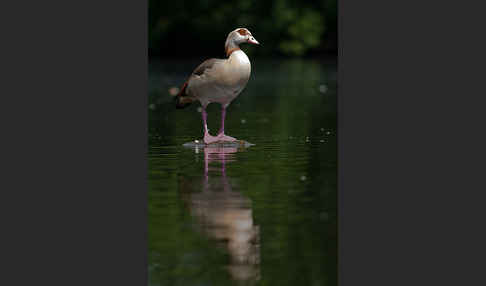 Nilgans (Alopochen aegyptiacus)