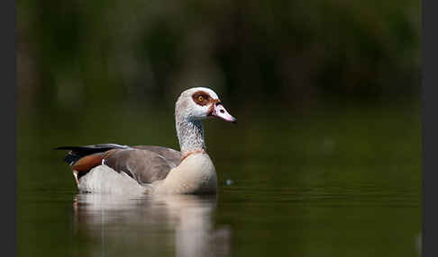 Nilgans (Alopochen aegyptiacus)