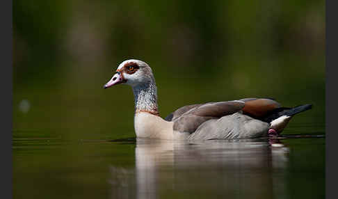 Nilgans (Alopochen aegyptiacus)