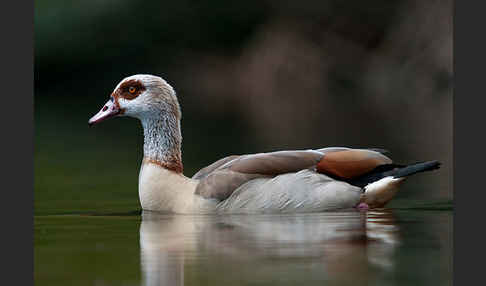 Nilgans (Alopochen aegyptiacus)