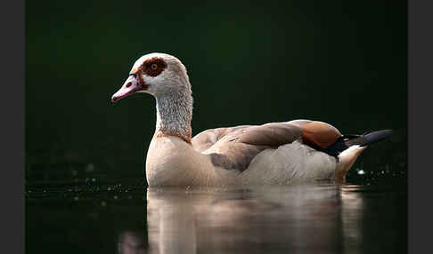 Nilgans (Alopochen aegyptiacus)