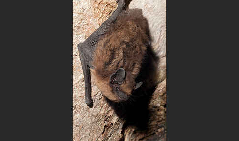 Rauhhautfledermaus (Pipistrellus nathusii)