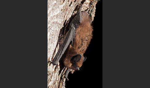 Rauhhautfledermaus (Pipistrellus nathusii)