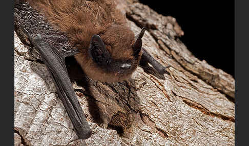 Rauhhautfledermaus (Pipistrellus nathusii)