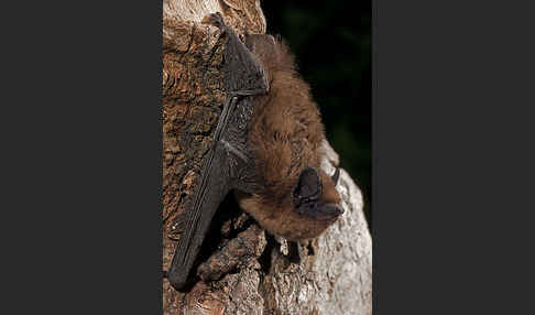 Rauhhautfledermaus (Pipistrellus nathusii)