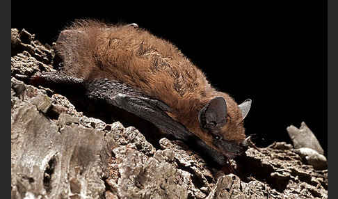 Rauhhautfledermaus (Pipistrellus nathusii)