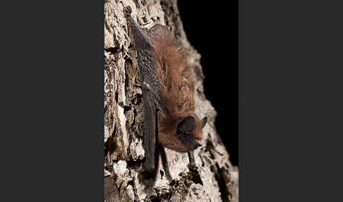 Rauhhautfledermaus (Pipistrellus nathusii)