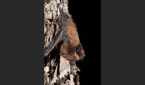 Rauhhautfledermaus (Pipistrellus nathusii)