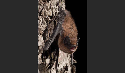 Rauhhautfledermaus (Pipistrellus nathusii)