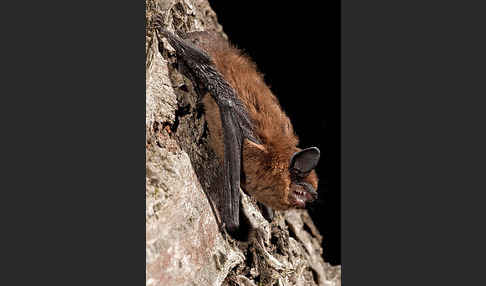 Rauhhautfledermaus (Pipistrellus nathusii)