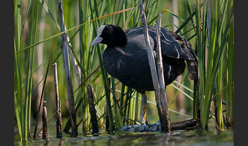 Blessralle (Fulica atra)