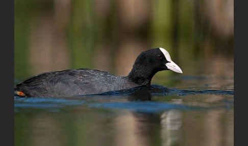 Blessralle (Fulica atra)