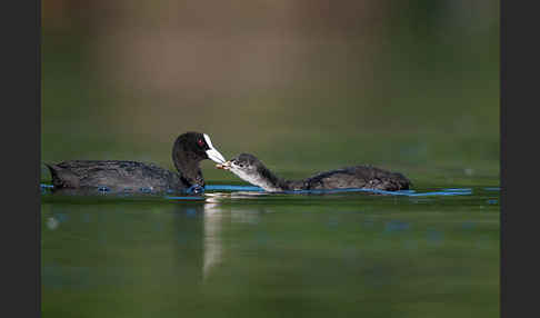 Blessralle (Fulica atra)