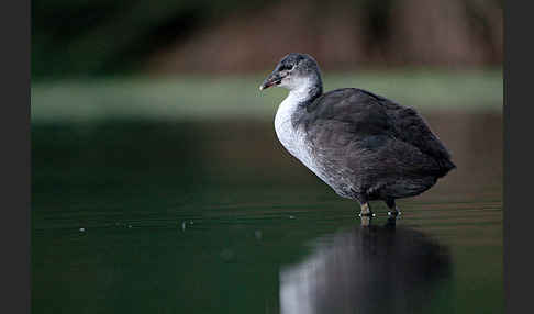 Blessralle (Fulica atra)