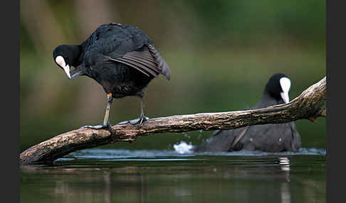 Blessralle (Fulica atra)