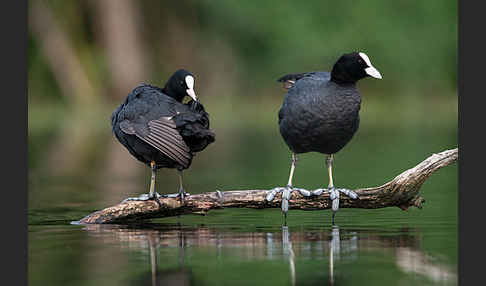 Blessralle (Fulica atra)