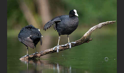 Blessralle (Fulica atra)