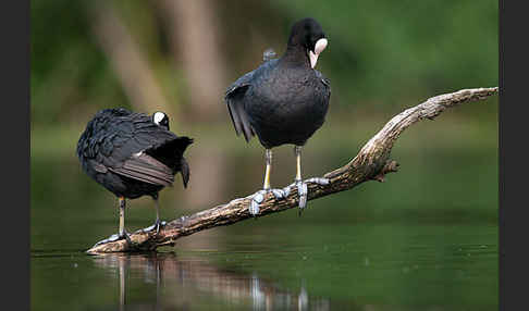 Blessralle (Fulica atra)