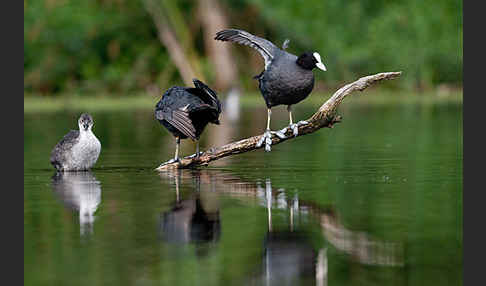 Blessralle (Fulica atra)