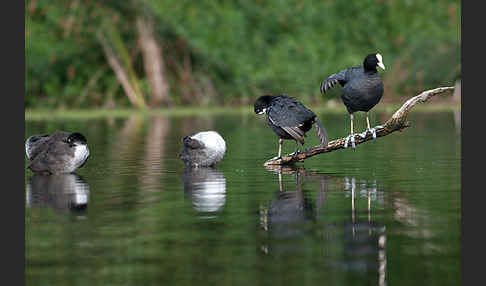 Blessralle (Fulica atra)