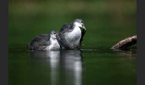 Blessralle (Fulica atra)