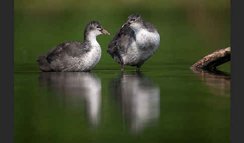 Blessralle (Fulica atra)