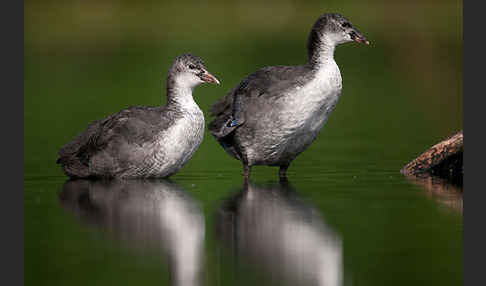 Blessralle (Fulica atra)