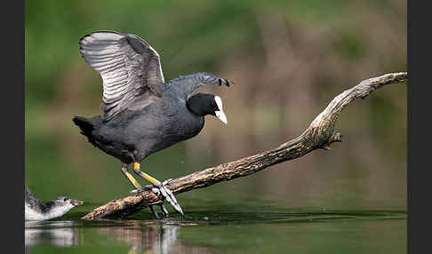 Blessralle (Fulica atra)