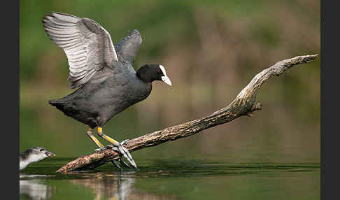 Blessralle (Fulica atra)