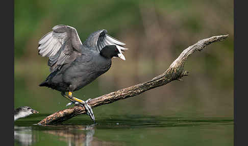 Blessralle (Fulica atra)