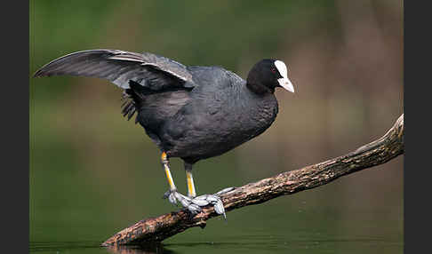 Blessralle (Fulica atra)