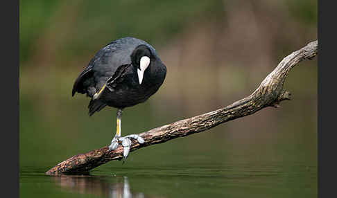 Blessralle (Fulica atra)