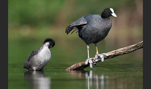 Blessralle (Fulica atra)