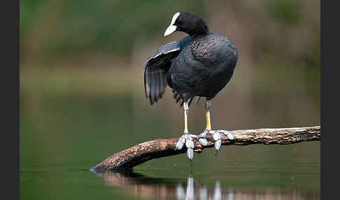 Blessralle (Fulica atra)