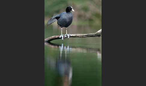 Blessralle (Fulica atra)