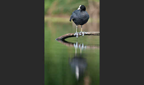 Blessralle (Fulica atra)