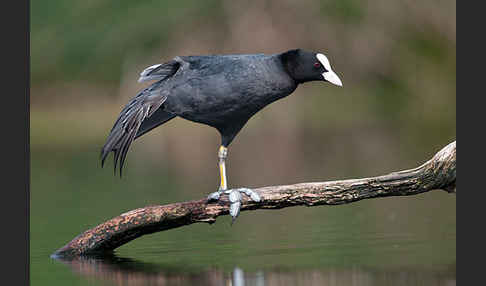 Blessralle (Fulica atra)