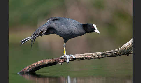 Blessralle (Fulica atra)